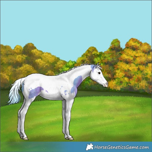 Horse Color:Watercolor Bay Splash Tobiano 