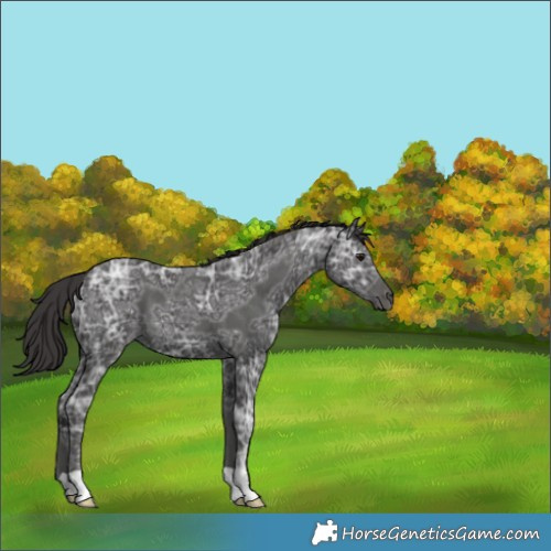 Horse Color:Smoky Black Ice 