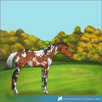 Horse Color:White Spotted Bay 