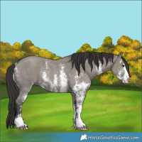 Horse Color:Smoky Grullo Sabino Rabicano