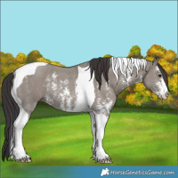 Horse Color:Smoky Grullo Sabino Tobiano Rabicano