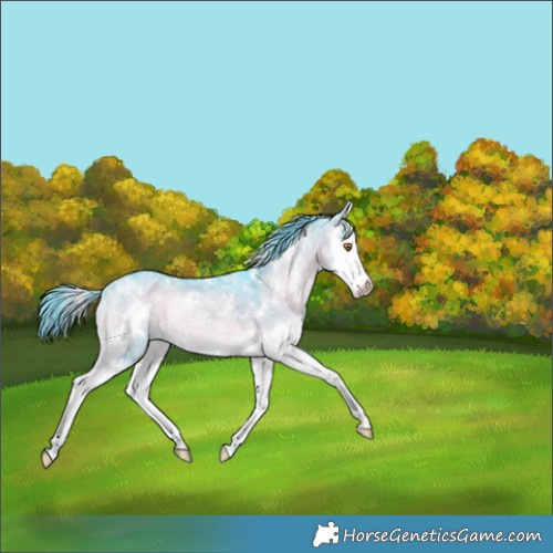 Horse Color:Watercolor White Spotted Brown Chinchilla Ice Onyx Splash Rabicano 
