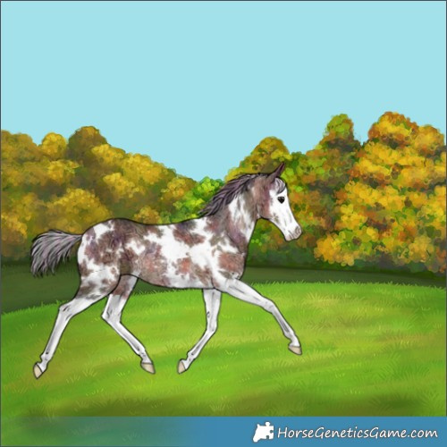 Horse Color:Painted Nacre White Spotted Bay Ice Splash Rabicano 