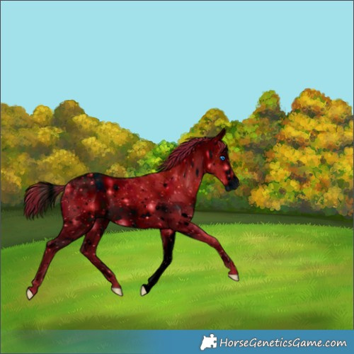 Horse Color:ERROR: UNKNOWN ANOMALY