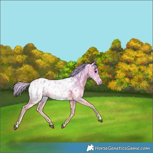 Horse Color:Watercolor Silver Bay Ice Near Leopard Rabicano 