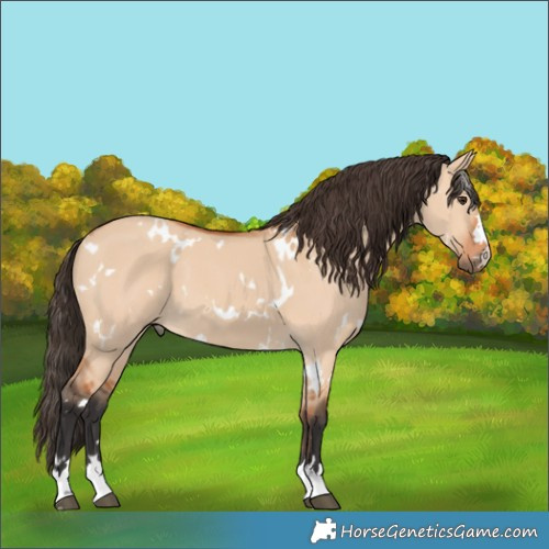 Horse Color:White Spotted Bay Dun 