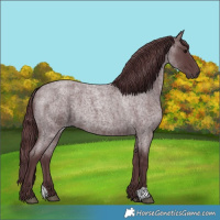 Horse Color:Chocolate Blue Roan 