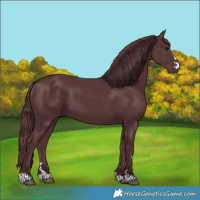 Horse Color:Chocolate Black 