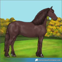 Horse Color:Chocolate Black 