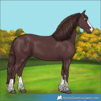 Horse Color:Chocolate Black 