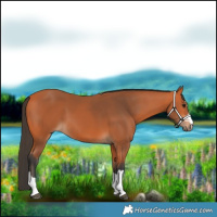 Horse Color:Bay 