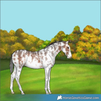 Horse Color:Brown Sabino