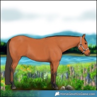 Horse Color:Bay 
