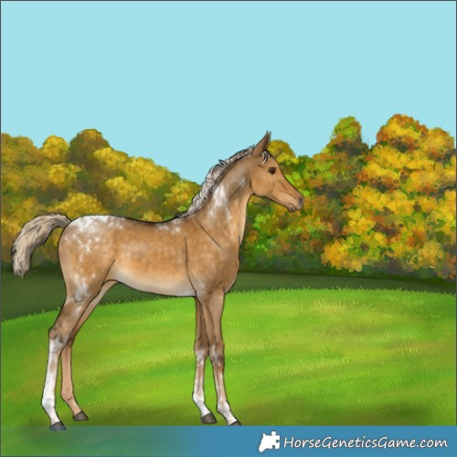 Horse Color:Chocolate Palomino Dun Tobiano 