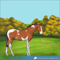 Horse Color:Bay Splash Tobiano 