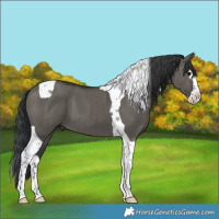 Horse Color:Grullo Splash Tobiano