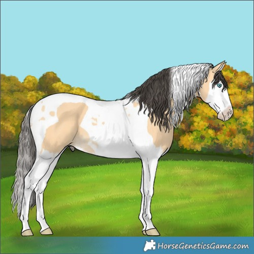 Horse Color:Buckskin Splash Tobiano 