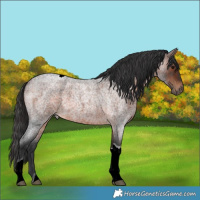 Horse Color:Brown Roan Tobiano