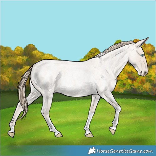 Horse Color:Smoky Creme Roan Tobiano 