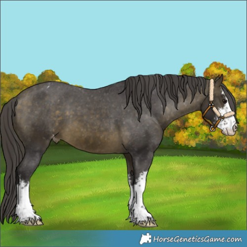 Horse Color:White Spotted Buckskin Appaloosa 