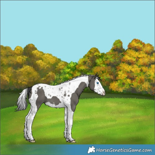 Horse Color:Grullo Splash Tobiano 