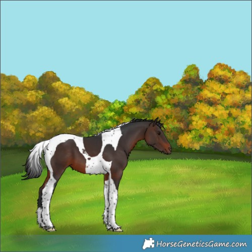 Horse Color:Brown Tobiano 