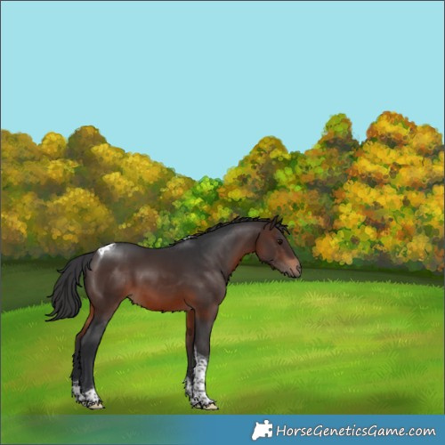 Horse Color:Brown Tobiano 