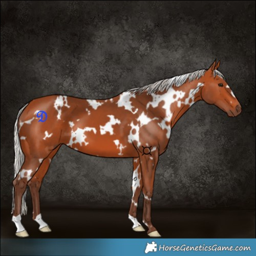 Horse Color:White Spotted Silver Bay 