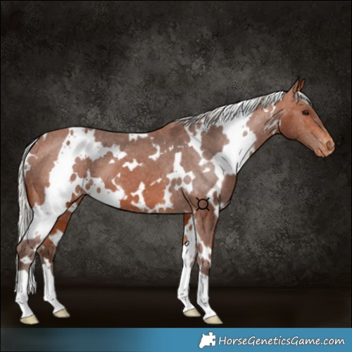 Horse Color:White Spotted Silver Brown Varnish 