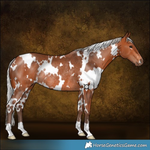 Horse Color:White Spotted Silver Bay Rabicano 