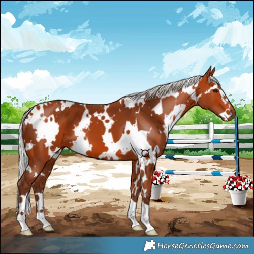 Horse Color:White Spotted Silver Bay 