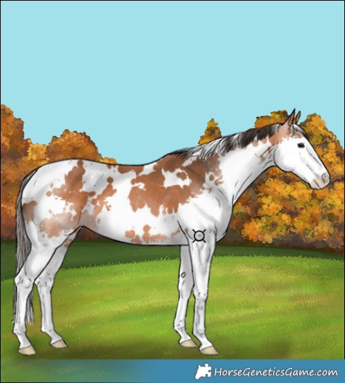 Horse Color:White Spotted Bay Splash 