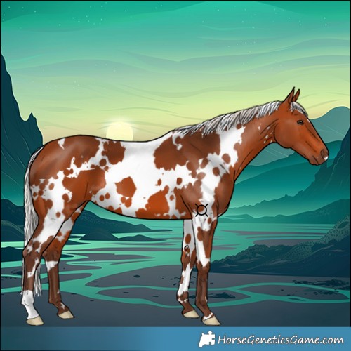Horse Color:White Spotted Silver Bay 