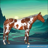 Horse Color:White Spotted Silver Bay 