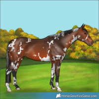 Horse Color:White Spotted Bay 