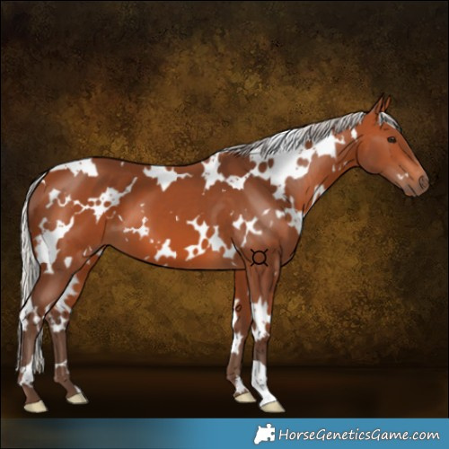 Horse Color:White Spotted Silver Bay 