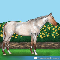 Horse Color:White Spotted Silver Bay Roan Dun 
