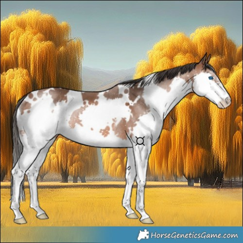 Horse Color:White Spotted Bay Splash Rabicano 