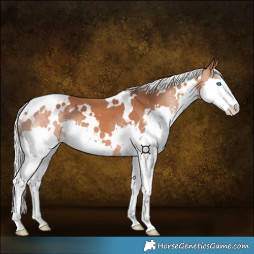 Horse Color:White Spotted Silver Bay Splash 