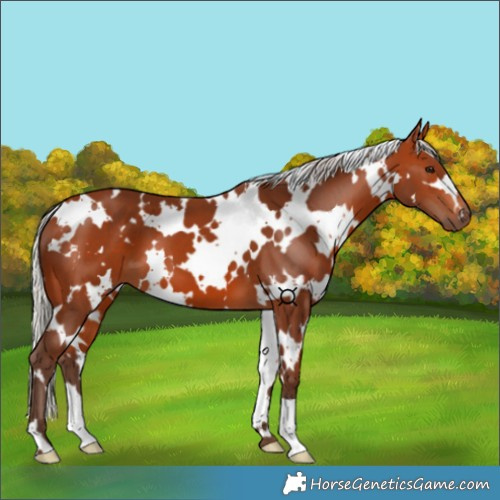 Horse Color:White Spotted Silver Bay