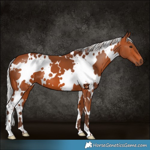 Horse Color:White Spotted Silver Bay 