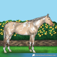 Horse Color:White Spotted Silver Bay Dun 