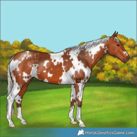 Horse Color:White Spotted Silver Bay 