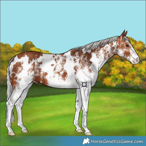 Horse Color:White Spotted Silver Bay 