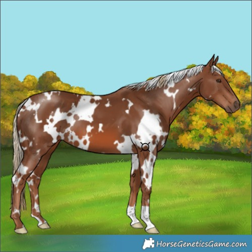 Horse Color:White Spotted Chestnut 