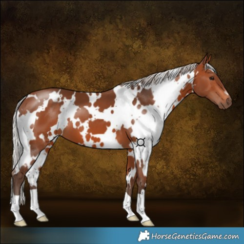 Horse Color:White Spotted Silver Brown 