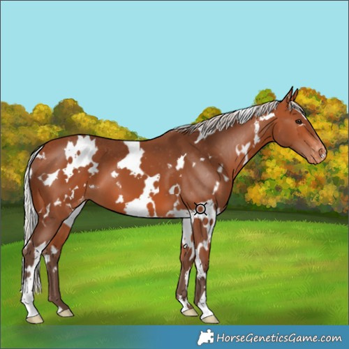 Horse Color:White Spotted Silver Bay Appaloosa