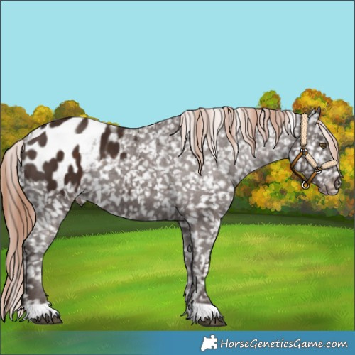 Horse Color:Liver Chestnut Appaloosa 