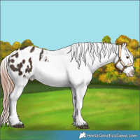 Horse Color:Liver Chestnut Blanket 