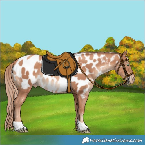 Horse Color:Gold Champagne Appaloosa 